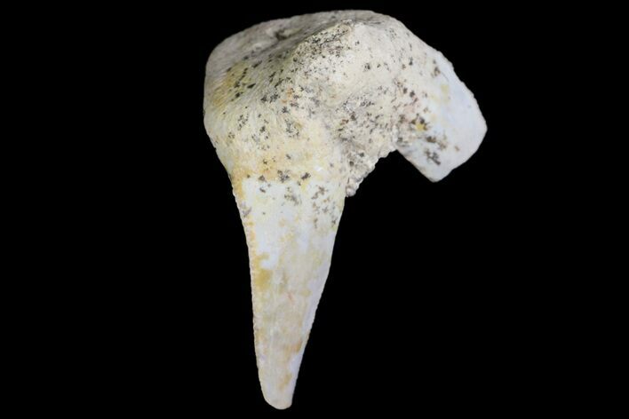 Fossil Shark (Xenacanthus) Tooth - Texas #136324